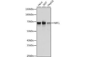 Western blot analysis of extracts of various cell lines, using NRF1 Rabbit mAb (ABIN7269022) at 1:1000 dilution. (NRF1 抗体)