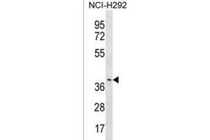 Y Antibody (C-term) (ABIN1537198 and ABIN2838091) western blot analysis in NCI- cell line lysates (35 μg/lane). (LRRC74B 抗体  (C-Term))