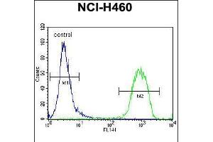 Flow cytometric analysis of NCI-H460 cells (right histogram) compared to a negative control cell (left histogram). (ATRX 抗体  (C-Term))