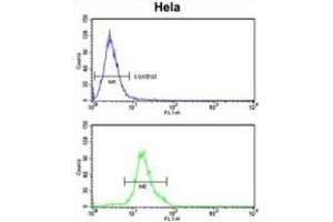 Flow Cytometry (FACS) image for anti-Dolichol Kinase (DOLK) antibody (ABIN3003934) (Dolichol Kinase 抗体)