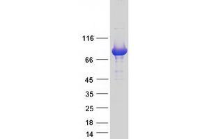 Western Blotting (WB) image for NCK Interacting Protein with SH3 Domain (NCKIPSD) (Transcript Variant 2) protein (Myc-DYKDDDDK Tag) (ABIN2726898)