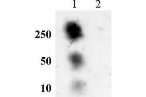 Histone H2A phospho Ser129 pAb tested by dot blot analysis. (Histone H2A 抗体  (pSer129))