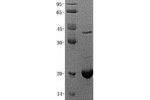 Validation with Western Blot (FGF12 Protein (Transcript Variant 2) (His tag))