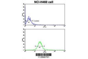 Flow cytometric analysis of NCI-H460 cells using Cadherin 10 (CDH10) Antibody (bottom histogram) compared to a negative control cell (top histogram). (CDH10 抗体  (C-Term))