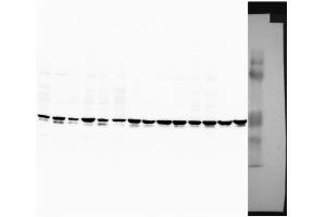 Rat liver (SOCS1 抗体  (Middle Region))