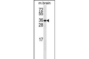 GBL ABIN659124 western blot analysis in mouse testis tissue lysates (35 μg/lane). (GBL 抗体)