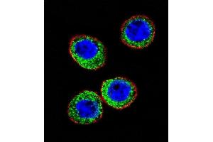 Confocal iunofluorescent analysis of E Antibody (Center) (ABIN391500 and ABIN2841465) with WiDr cell followed by Alexa Fluor 488-conjugated goat anti-rabbit lgG (green). (MME 抗体  (AA 274-302))
