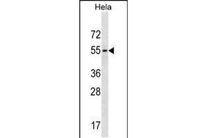 Western blot analysis in Hela cell line lysates (35ug/lane). (GALR3 抗体  (C-Term))