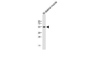 Anti-X7 Antibody (C-term) at 1:1000 dilution + Mouse skeletal muscle lysate Lysates/proteins at 20 μg per lane. (PAX7 抗体  (C-Term))