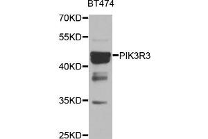 Western blot analysis of BT474 cell lines, using PIK3R3 antibody. (PIK3R3 抗体)