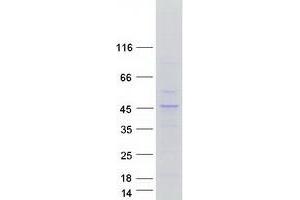 Western Blotting (WB) image for Kruppel-Like Factor 2 (Lung) (KLF2) protein (Myc-DYKDDDDK Tag) (ABIN2724291)