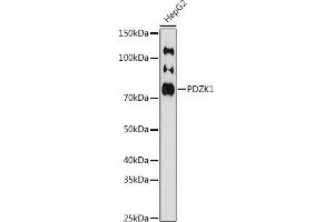 Western blot analysis of extracts of HepG2 cells, using PDZK1 antibody (ABIN7269199) at 1:1000 dilution. (PDZK1 抗体)