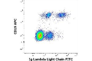 Flow cytometry multicolor surface staining of human lymphocytes stained using anti-human Ig lambda light chain (4C2) FITC antibody (20 μL reagent / 100 μL of peripheral whole blood) and anti-human CD19 (LT19) APC antibody (10 μL reagent / 100 μL of peripheral whole blood). (Lambda-IgLC 抗体  (FITC))