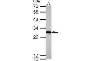 WB Image Sample (50 ug of whole cell lysate) A: mouse brain 12% SDS PAGE antibody diluted at 1:1000 (PGAM1 抗体)