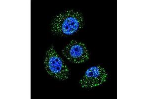 Confocal immunofluorescent analysis of MYBPHL Antibody (N-term) (ABIN655765 and ABIN2845206) with A549 cell followed by Alexa Fluor 488-conjugated goat anti-rabbit lgG (green). (MYBPHL 抗体  (N-Term))