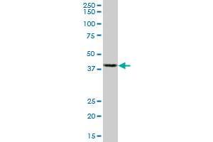 Western Blotting (WB) image for anti-Actin, beta (ACTB) (AA 1-375) antibody (ABIN559756)