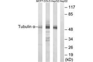 Western blot analysis of extracts from MCF-7/COLO/HepG2 cells, using Tubulin alpha Antibody. (alpha Tubulin 抗体)