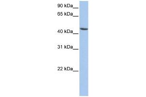 WB Suggested Anti-ALDH3B1 Antibody Titration: 0. (ALDH3B1 抗体  (N-Term))