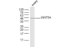 Mouse ovary lysates probed with WNT5A Polyclonal Antibody, unconjugated  at 1:300 overnight at 4°C followed by a conjugated secondary antibody at 1:10000 for 90 minutes at 37°C. (WNT5A 抗体  (AA 301-381))