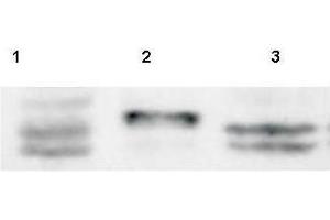 Western Blot of Rabbit anti-Sprouty-4 antibody. (SPRY4 抗体  (AA 275-299))