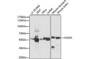 Western blot analysis of extracts of various cell lines, using OXSR1 antibody. (OXSR1 抗体)