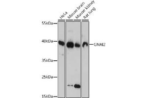 GNAI2 抗体  (AA 1-355)
