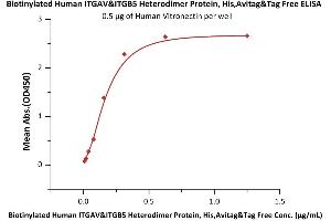 Immobilized Human Vitronectin at 5 μg/mL (100 μL/well) can bind Biotinylated Human ITGAV&ITGB5 Heterodimer Protein, His,Avitag&Tag Free (ABIN5955012,ABIN6253518) with a linear range of 0. (ITGAV/ITGB5 Protein (AA 31-992) (His tag,AVI tag,Biotin))