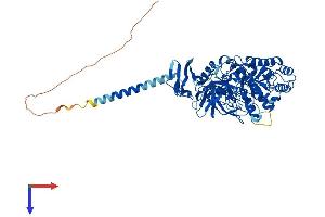 Protein Structure (PS) image for Myogenesis Regulating Glycosidase (MYORG) (AA 1-716) protein (His tag) (ABIN7557889)
