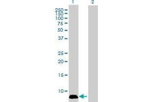 Western Blot analysis of GNGT1 expression in transfected 293T cell line by GNGT1 MaxPab polyclonal antibody. (GNGT1 抗体  (AA 1-74))