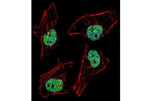 Fluorescent confocal image of Hela cell stained with NFYB Antibody (N-term). (NFYB 抗体  (N-Term))
