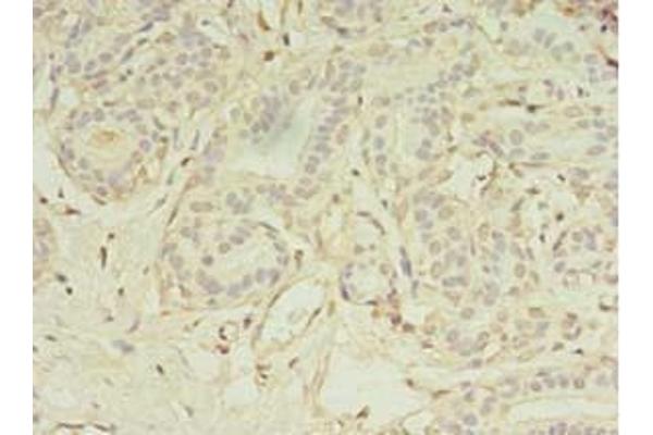 MS4A7 antibody  (AA 1-47)