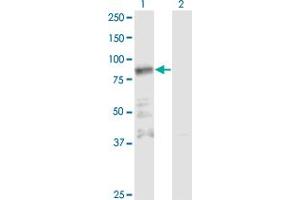 Western Blot analysis of ZNF287 expression in transfected 293T cell line by ZNF287 monoclonal antibody (M11), clone 3E12. (ZNF287 抗体  (AA 231-330))