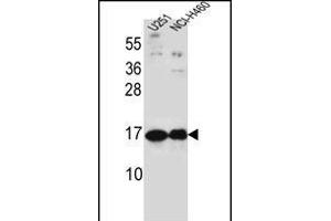 PTN Antibody (C-term) (ABIN656197 and ABIN2845519) western blot analysis in ,NCI- cell line lysates (35 μg/lane). (Pleiotrophin 抗体  (C-Term))