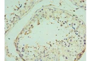 Immunohistochemistry of paraffin-embedded human testis tissue using ABIN7172205 at dilution of 1:100
