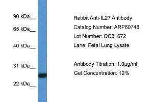 Western Blotting (WB) image for anti-Interleukin 27 (IL27) (C-Term) antibody (ABIN2788559) (IL-27 抗体  (C-Term))