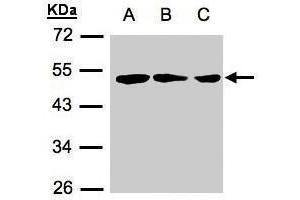 Western Blotting (WB) image for anti-Zinc Finger, MYND-Type Containing 10 (ZMYND10) (C-Term) antibody (ABIN2854589)