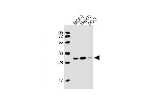 Western Blot at 1:2000 dilution Lane 1: MCF-7 whole cell lysate Lane 2: HepG2 whole cell lysate Lane 3: PC-3 whole cell lysate Lysates/proteins at 20 ug per lane. (PSME2 抗体  (AA 61-91))