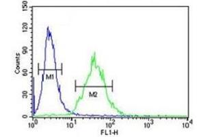 Flow Cytometry (FACS) image for anti-CCAAT/enhancer Binding Protein (C/EBP), beta (CEBPB) (AA 271-298) antibody (ABIN3030346)