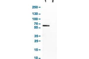 Western Blot analysis of Lane 1: CACO-2 and Lane 2: U-87 cell lysates with OCLN monoclonal antibody, clone CL1555 . (Occludin 抗体  (AA 282-415))