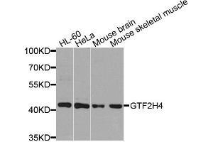 Western blot analysis of extracts of various cells, using GTF2H4 antibody. (GTF2H4 抗体)