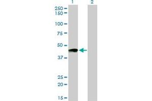 Image no. 1 for anti-Prostacyclin Receptor (PTGIR) (AA 296-387) antibody (ABIN465964) (Prostacyclin Receptor 抗体  (AA 296-387))