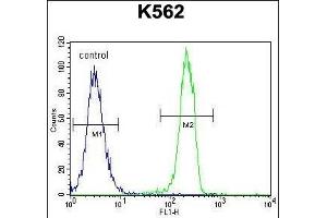 CT45A1 Antibody (N-term) (ABIN655225 and ABIN2850481) flow cytometric analysis of K562 cells (right histogram) compared to a negative control cell (left histogram). (CT45A1 抗体  (N-Term))