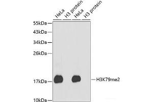 Western blot analysis of extracts of various cell lines using DiMethyl-Histone H3-K79 Polyclonal Antibody. (Histone 3 抗体  (2meLys79))