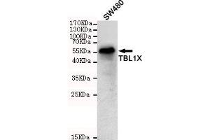 Western blot detection of TBL1X in S cell lysates using TBL1X mouse mAb (1:1000 diluted). (TBL1Y 抗体)