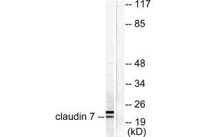 Western Blotting (WB) image for anti-Claudin 7 (CLDN7) (C-Term) antibody (ABIN1848470) (Claudin 7 抗体  (C-Term))