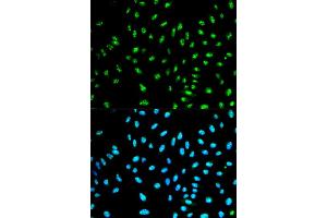 Immunofluorescence analysis of HeLa cell using NCF2 antibody.