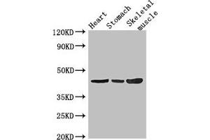 Western Blot Positive WB detected in: Mouse heart tissue, Mouse stomach tissue, Mouse skeletal muscle tissue All lanes: ZNF707 antibody at 3. (ZNF77 抗体  (AA 51-369))