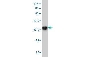 Western Blotting (WB) image for anti-Aurora Kinase B (AURKB) (AA 1-90) antibody (ABIN563979)