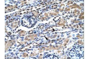 Image no. 1 for anti-Transcription Elongation Factor SPT5 (SUPT5H) (AA 892-941) antibody (ABIN6735860) (SUPT5H 抗体  (AA 892-941))
