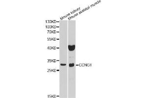 Western blot analysis of extracts of various cell lines, using CCNG1 antibody (ABIN1876480) at 1:1000 dilution. (Cyclin G1 抗体)